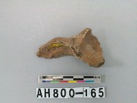 藏品(獸骨殘骸)的圖片